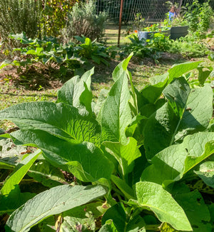 How to Make a Comfrey Poultice