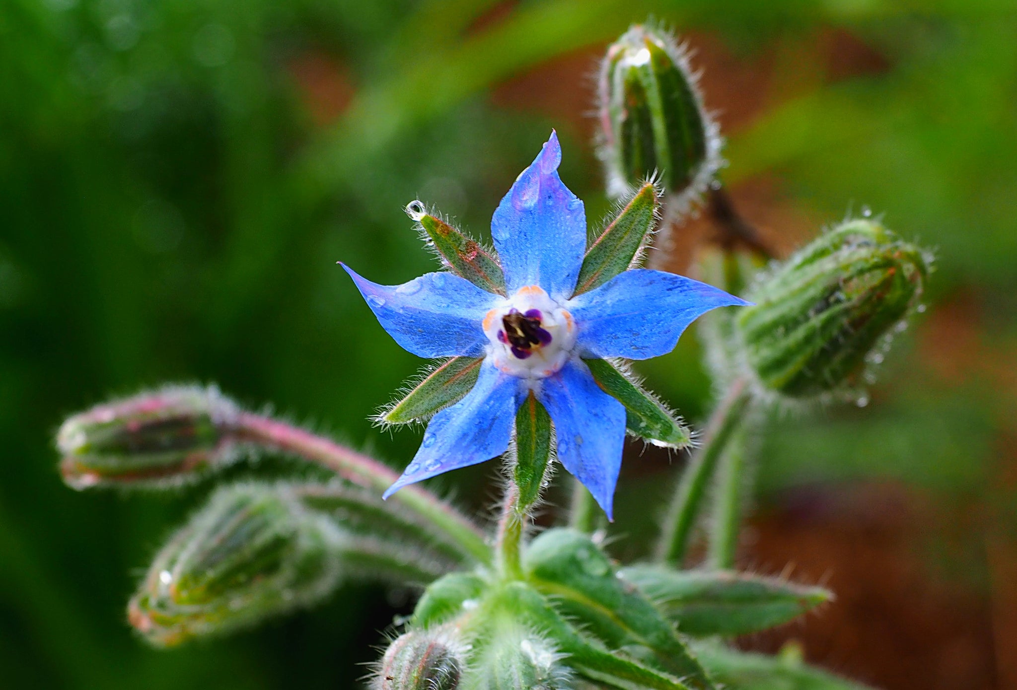 Welcome to BushFlow Herbals